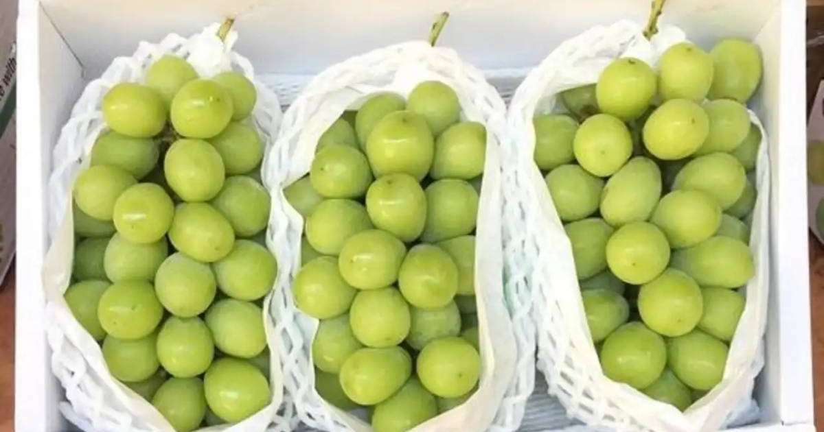 «Шайн мускат» жүзімінде ағзаға зиянды зиянкес табылған жоқ – АШМ