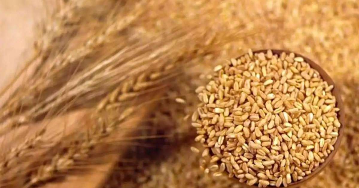 Азық-түлік корпорациясы фермерлерден 1,2 млн тонна астық сатып алады