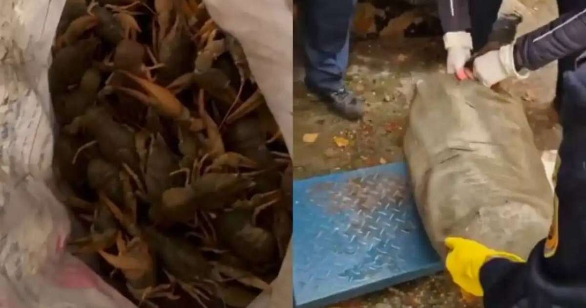 ШҚО-да 240 келіден астам тірі шаянды заңсыз тасымалдаған күдікті ұсталды