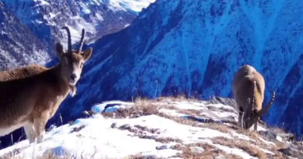 Қатонқарағайда фототұзаққа сирек жануарлар ілікті