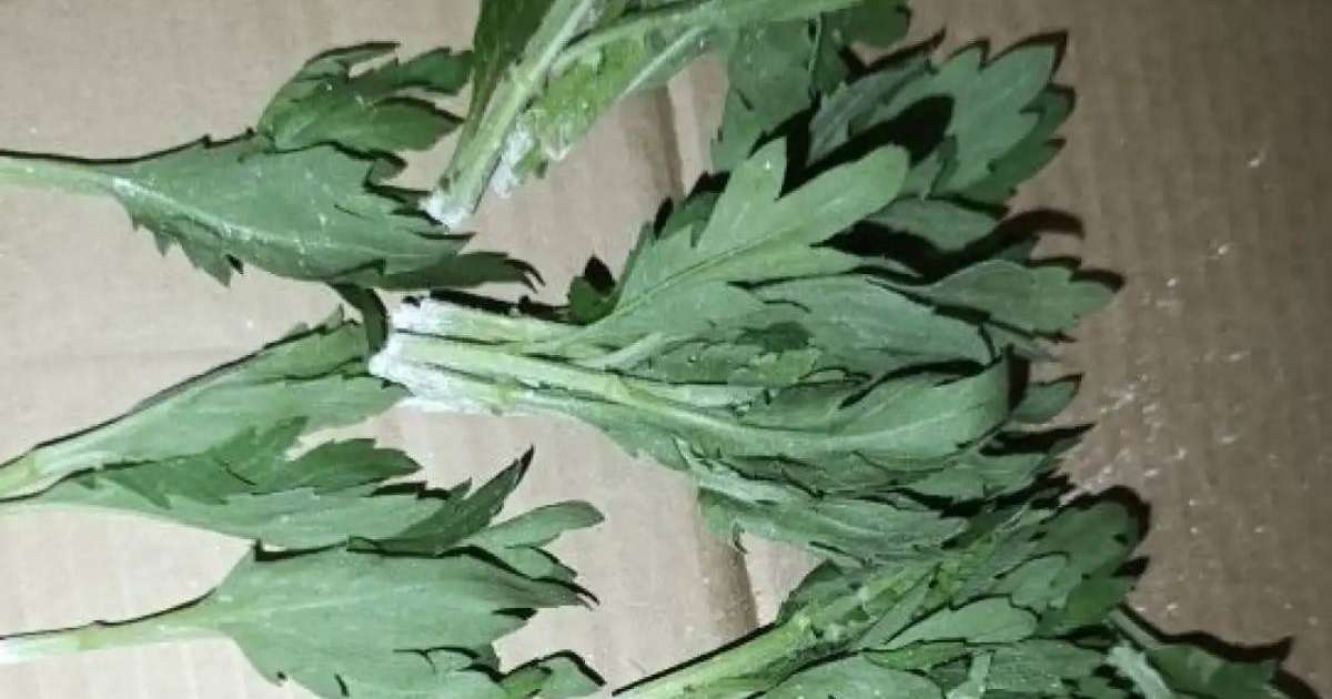 160 мыңға жуық хризантема Нидерландыға қайтарылды