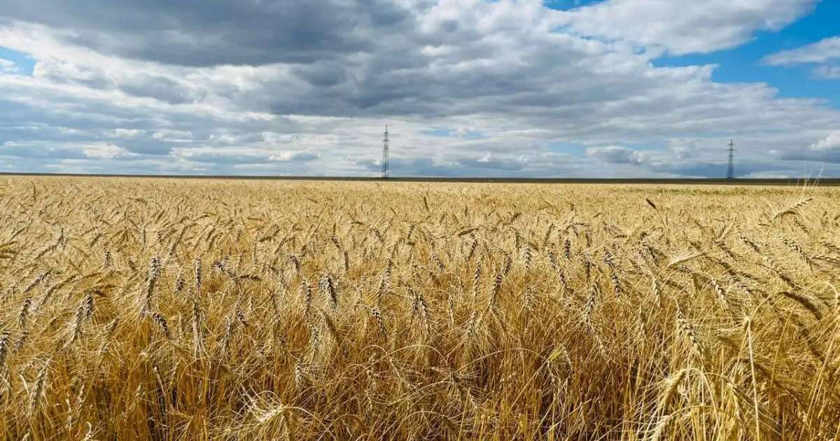 Қарағанды облысында рекордтық көлемде астық жиналды