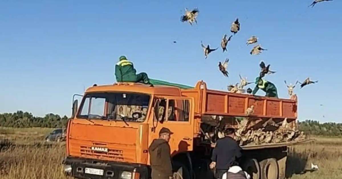 Астананың жасыл белдеуіне 750 қырғауыл жіберілді