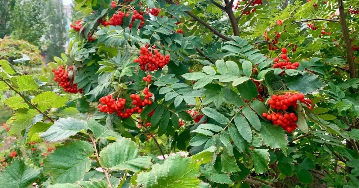 Синоптиктер бірнеше өңірде үсік жүретінін ескертті