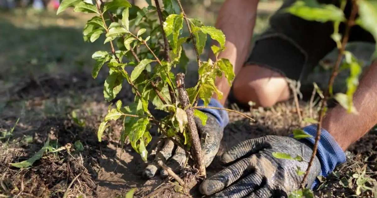 Елордадағы жаңа қоғамдық кеңістікте 2 мыңнан аса жасыл желек отырғызылады