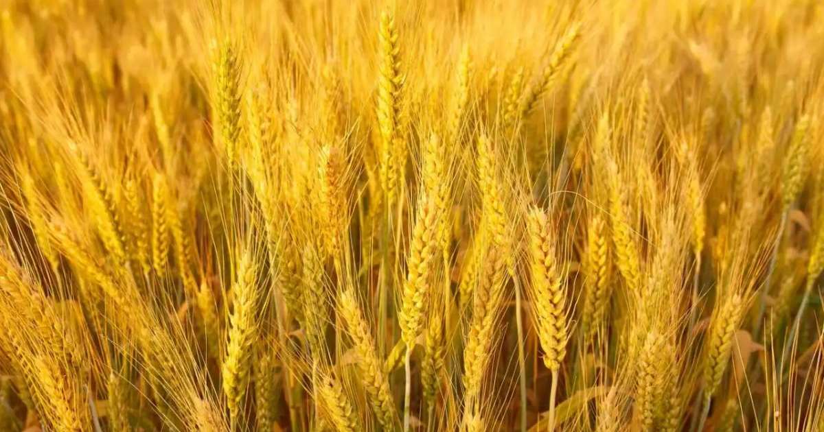 Ресейден Қазақстанға заңсыз әкелінген 251 тонна бидай кері қайтарылды