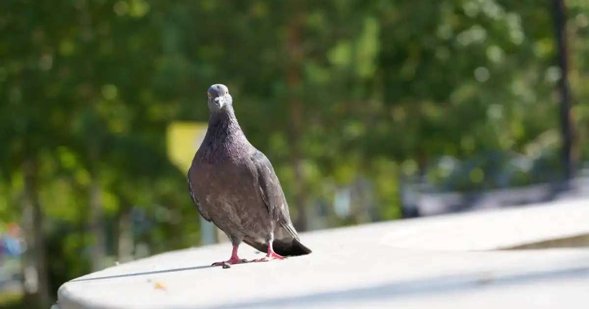 Елордалықтарға құстарды қоректендірудің зияны туралы ескертілді