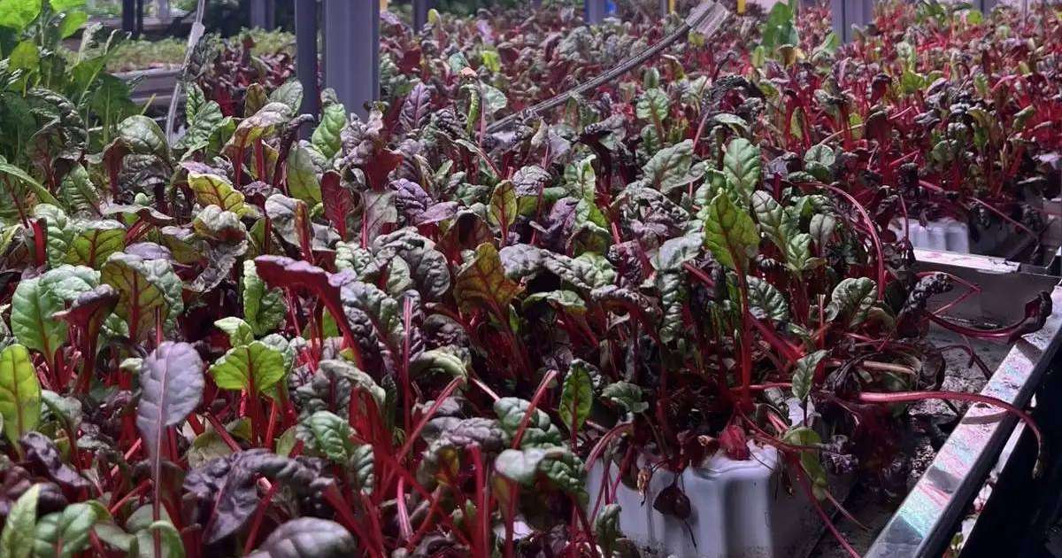 Астанада Қоғамдық кеңес өкілдері инновациялық KazBerry сити-фермасымен танысты