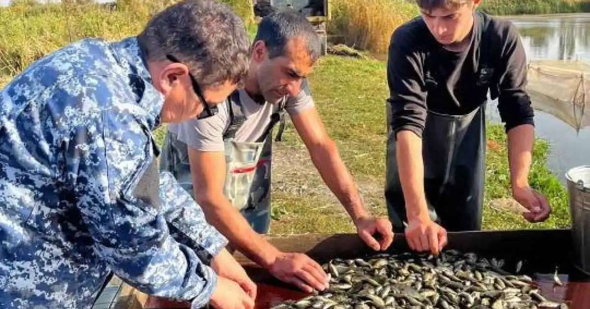 Есіл өзеніне 500 мың тұқы балықтарының шабағы мен ақ амур жіберілді