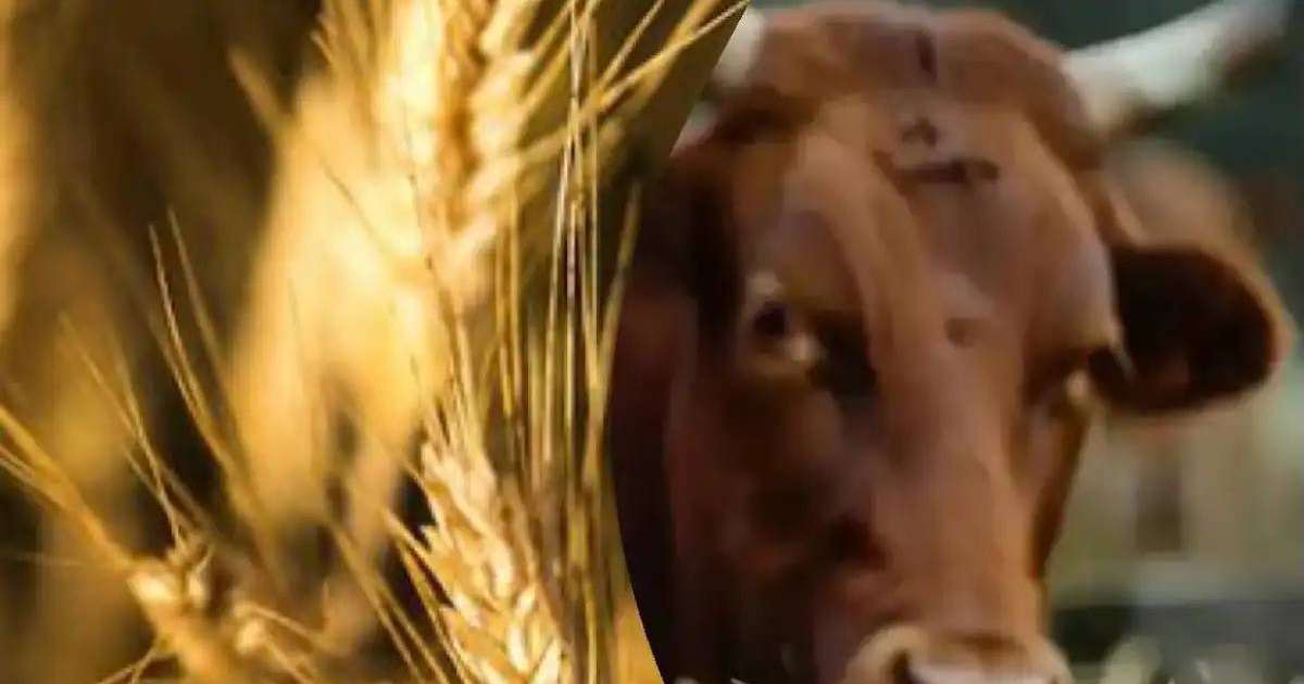 Қазақстан Түркияға астық пен сиыр еті экспортын ұлғайтуды жоспарлап отыр