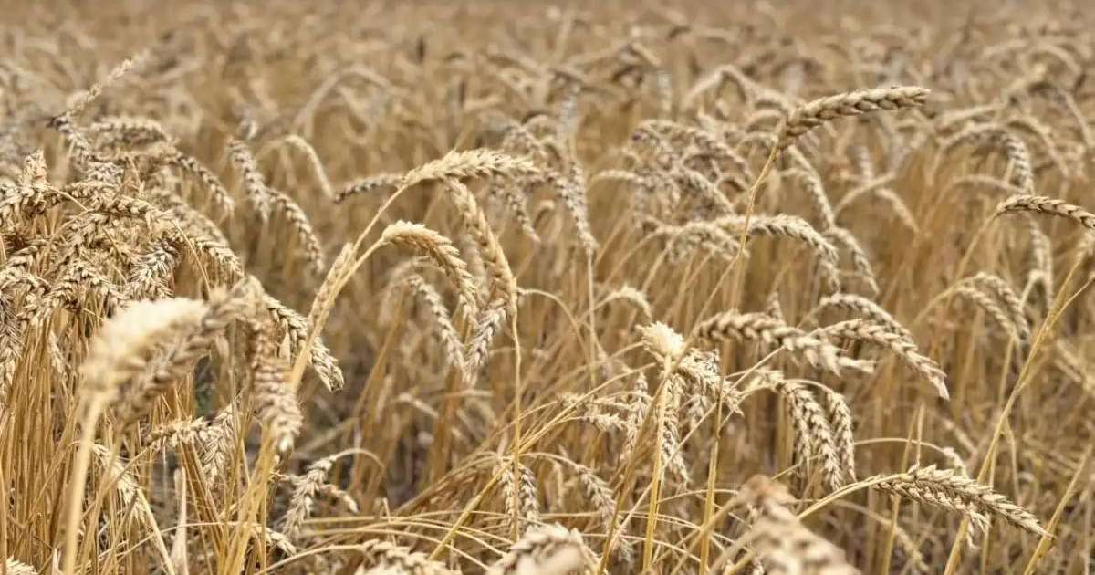 Қазақстанда 24,6 млн тонна астық бастырылды