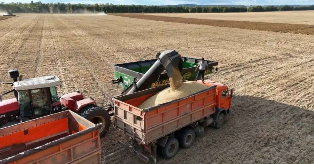 Қазақстанда 22,7 млн тонна астық бастырылды