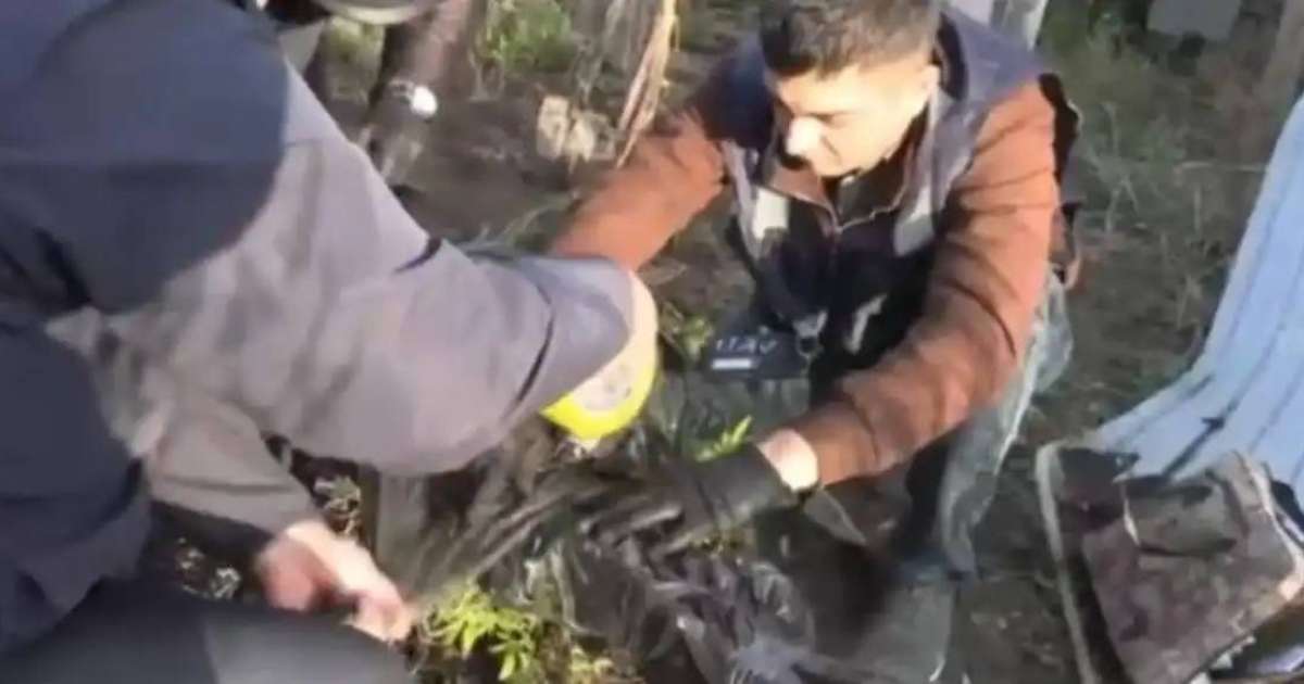 Жасырын зертханада БҚО тұрғыны құрамында есірткі бар өсімдік өсіргені анықталды