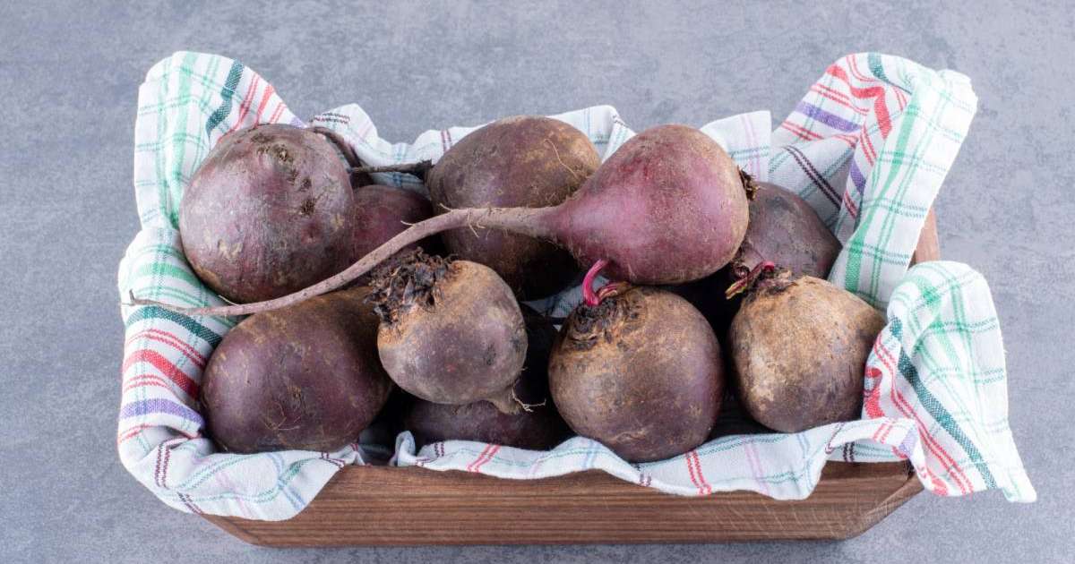 Үкіметте қант қызылшасын қабылдау және өңдеу жоспарлары айтылды