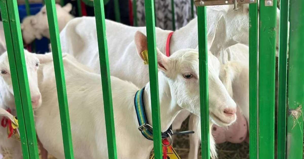 Моңғолиядан ешкінің бір басы қанша теңгеге сатып алынады – министр жауабы