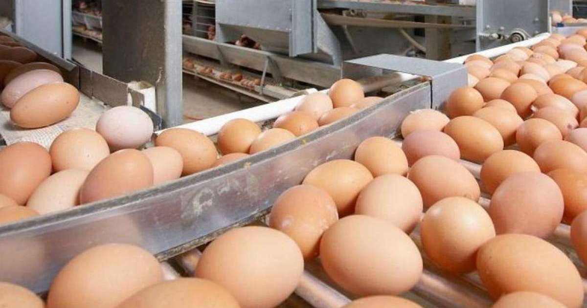 Ресейден заңсыз әкелінген 63 мың дана тауық жұмыртқалары кері қайтарылды