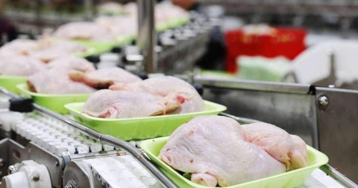 Жамбыл облысында жылына 70 мың тонна құс етін өңдейтін зауыт іске қосылды