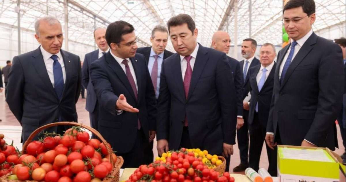 Шымкентте жылына 155 мың тонна қызанақ өндіретін жылыжай кешені іске қосылды