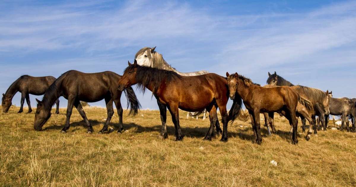 Астана маңындағы ірі мал ұрлығы: күдікті шаруашылық басшысы болып шықты