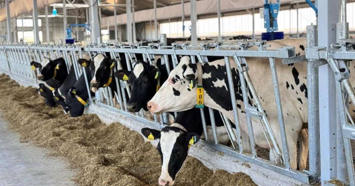 40 млн тонна мал азығы жиналды – АШМ