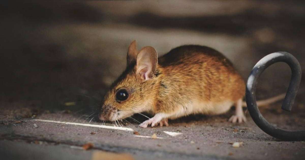 Атырауда кеміргіштер көбейді: облыста арнайы комиссия құрылды