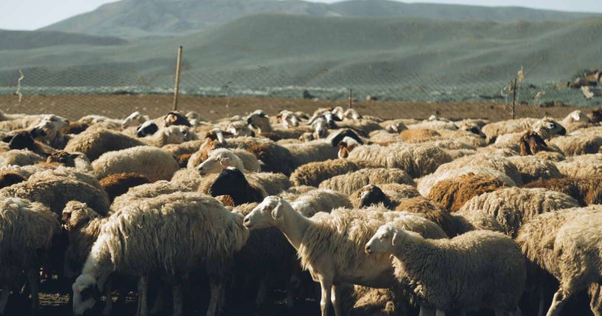 «Үш күн тамақ ішпеген»: Жамбыл облысында тұманда адасып кеткен қойшы табылды