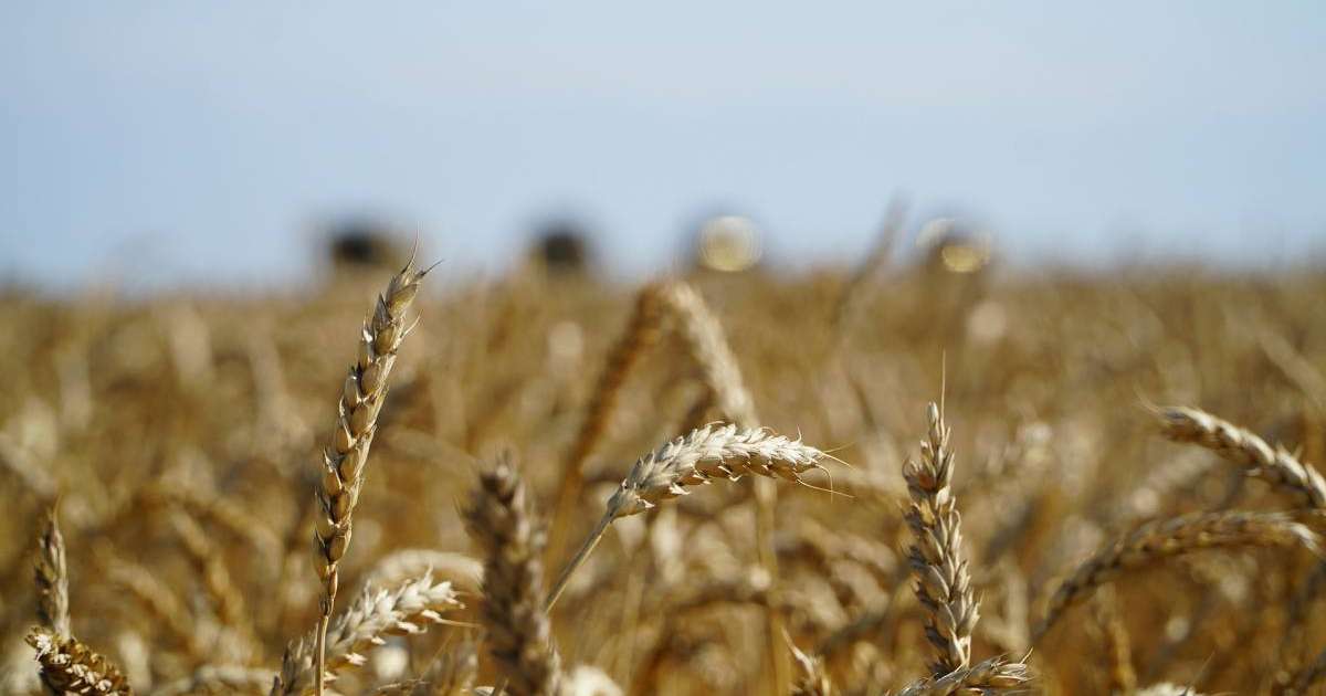 Үкімет астық экспортын қолдауға қосымша 7 млрд теңге бөлді