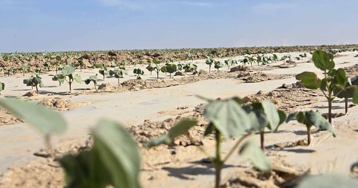 Түркістан облысында ауқымды мақта кластері құрылады