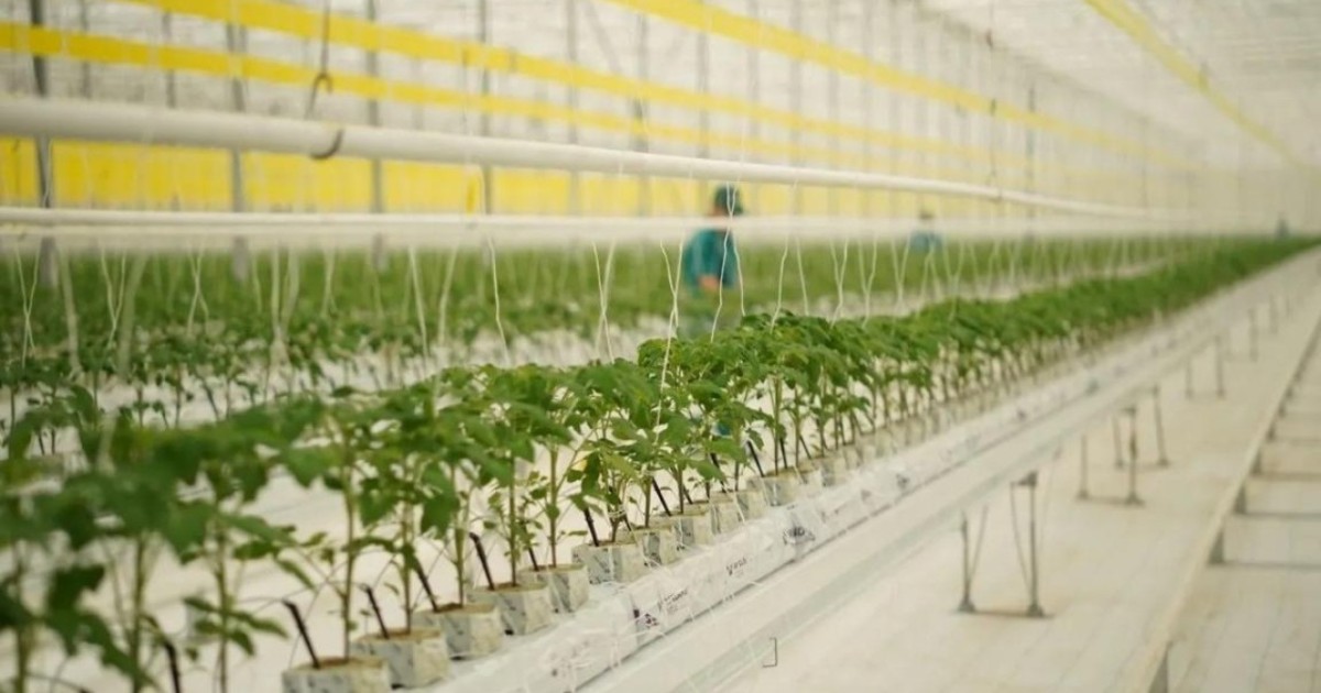 Қызанақтың 12 түрін өсіретін жылыжай іске қосылды