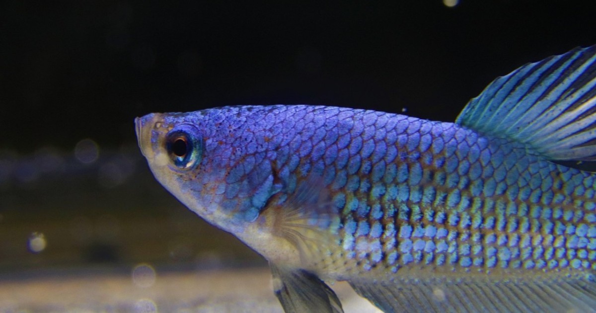 Балық шаруашылығы саласындағы инвестициялық субсидиялауға қатысты кедергі жойылды