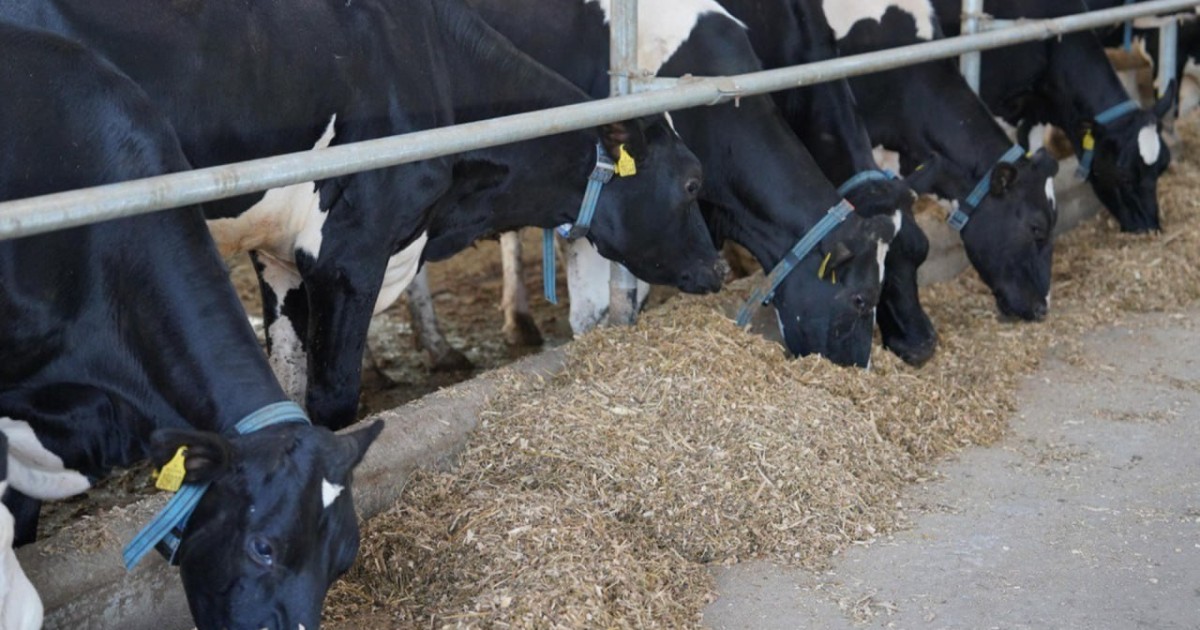 Қазақстандық өнімдер Еуропа Одағы мен Парсы шығанағы елдерінің нарықтарына шығады