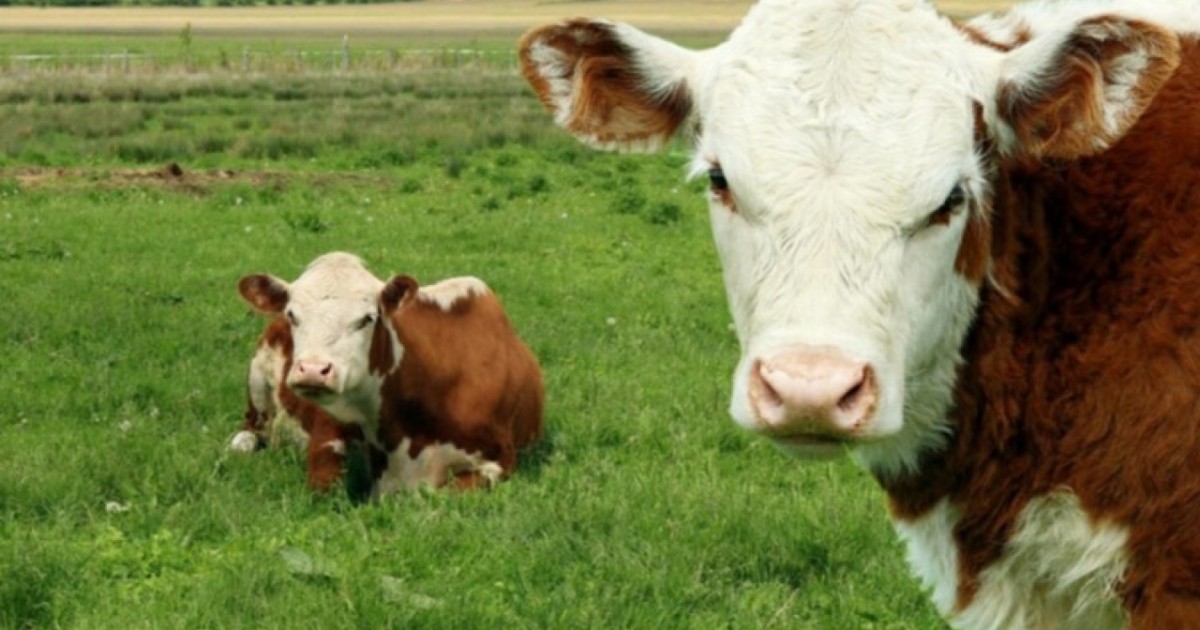 Түркістан облысының шаруалары сатылып кеткен мал үшін 271 млн теңге субсидияны заңсыз алған