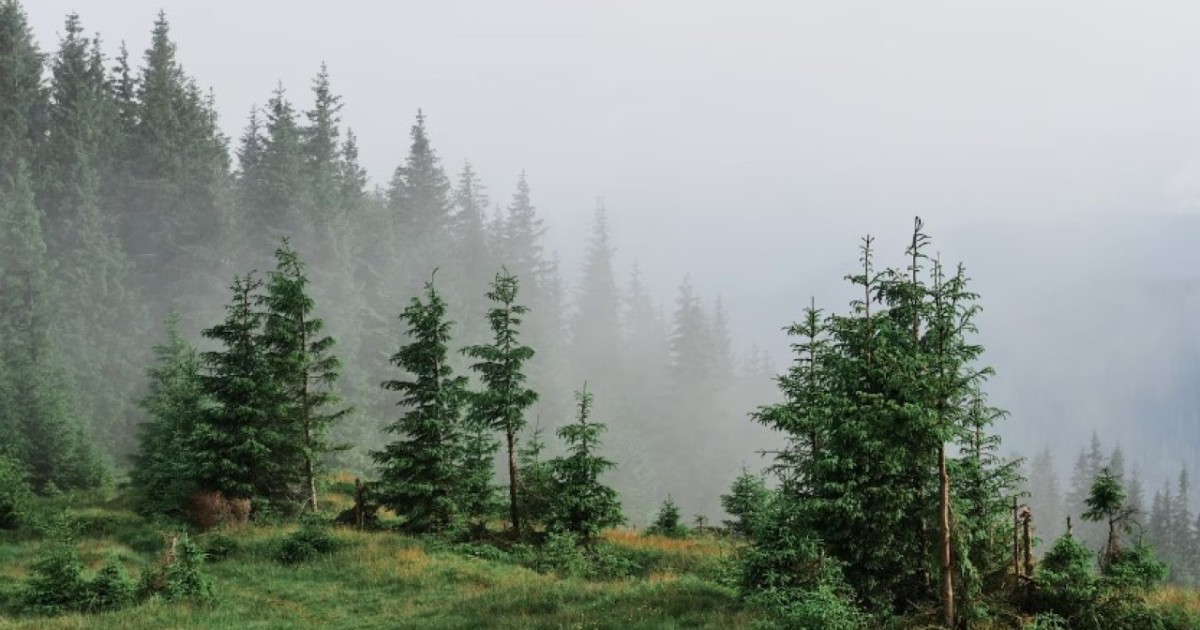 Қазақстанның мемлекеттік орман қоры 60,2 мың гектарға артты