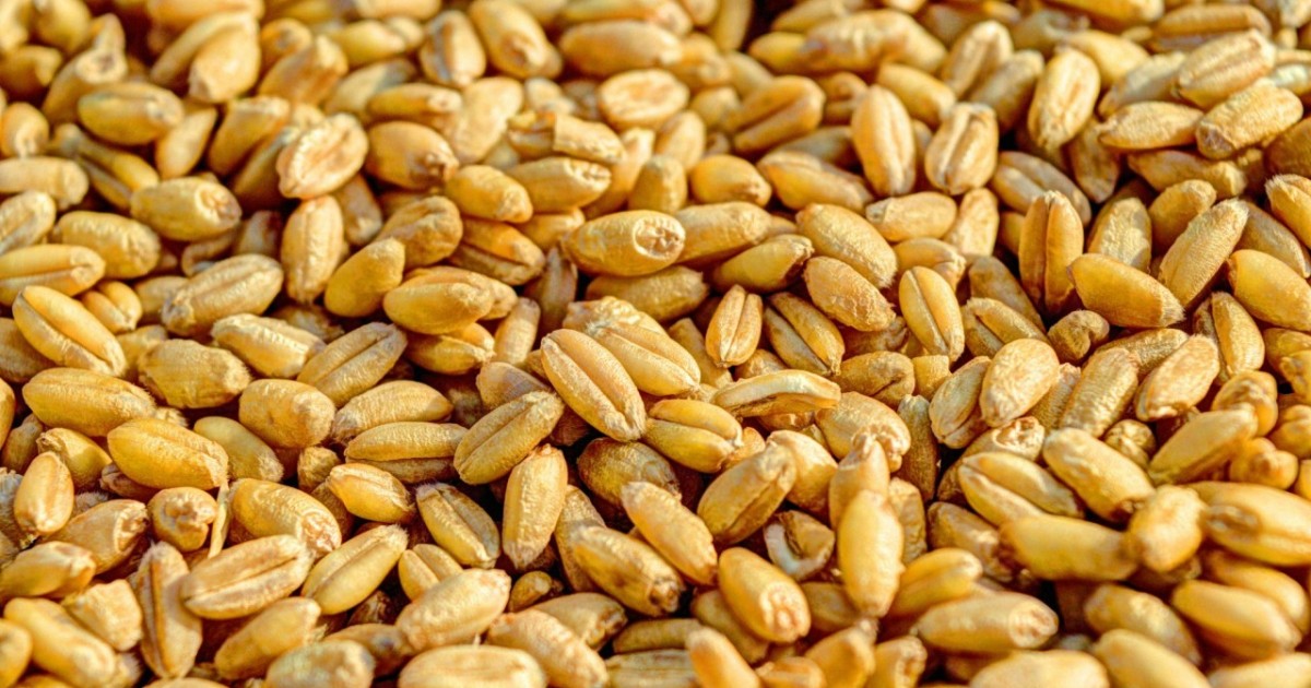 Ақмоладағы ғылыми орталық 100 млн теңгенің асыл тұқымды астығын полигонға шығарып тастаған