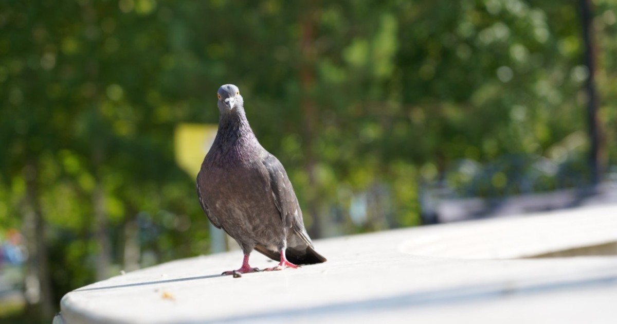 Аула мен саябақта құстарды тамақтандырғаны үшін айыппұл салына ма – ІІМ түсіндірді