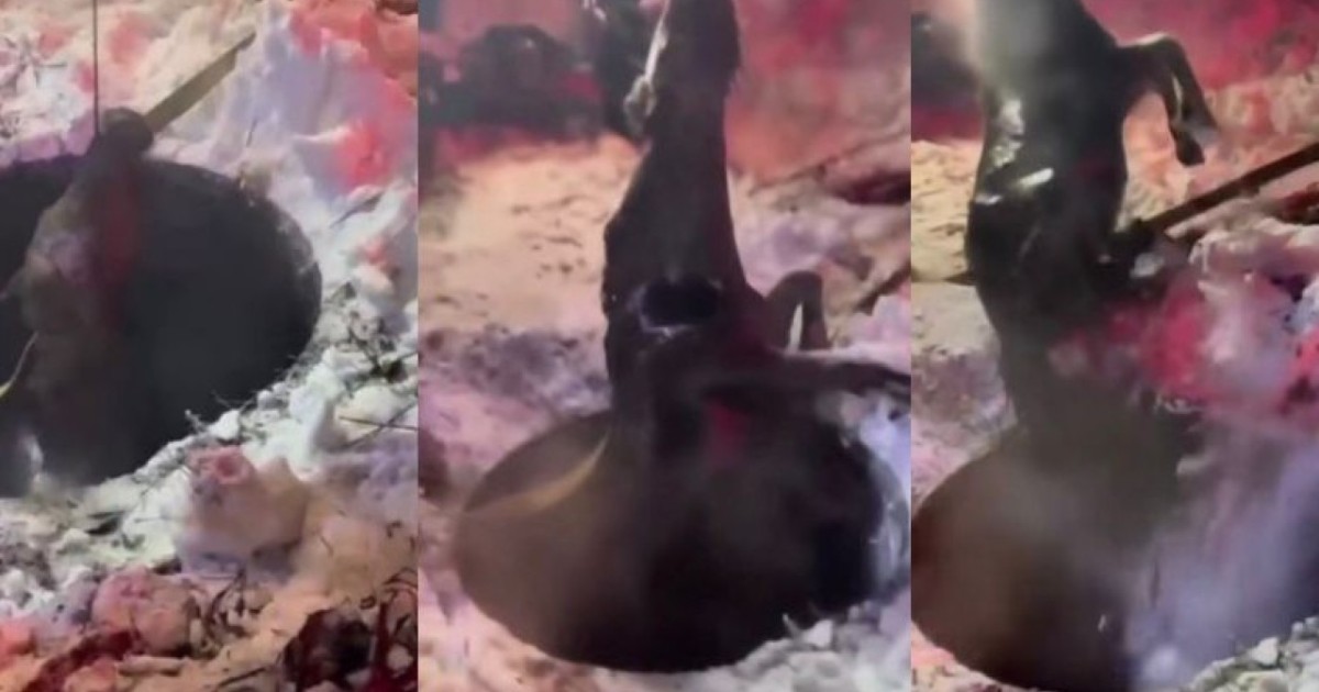 Ақмолада кәріз құдығына түсіп кеткен жылқы қалай құтқарылды