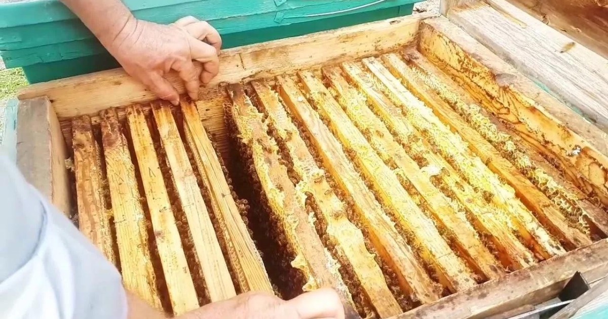 Қазақстан арқылы Ресейге бал өнімдерін заңсыз өткізбек болған қырғызстандық жазаланды