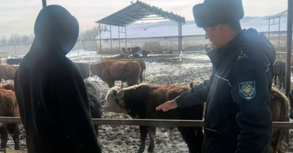 Шымкентте шаруашылықтың жұмысшылары малды өздері ұрлаған