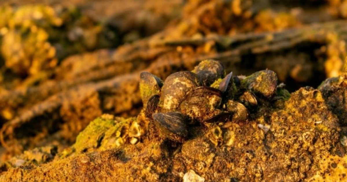 Созақта заңсыз алтын өндірген бір топ адам ұсталды