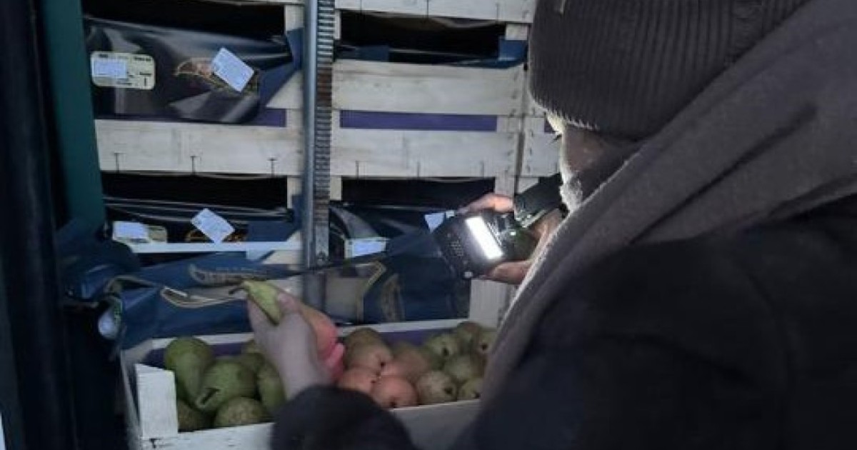 19 тонна алмұрт фитосанитарлық сертификаттың болмауына байланысты Бельгияға кері қайтарылды