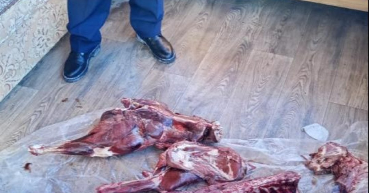 Ақмолада аңшылық шаруашылығының аға қызметкері заңсыз аң аулаған