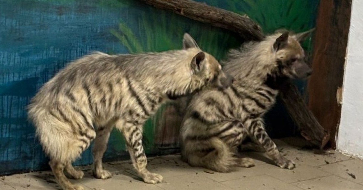 Қарағанды зообағына Қызыл кітапқа енген гиеналар әкелінді