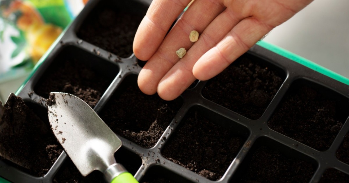 Қазақстанда отандық тұқымның жаңа сорттарының саны 3 есеге артты