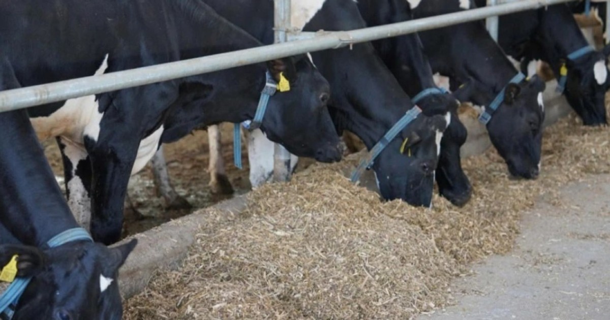 Үкіметте сиыр етін экспорттау мен жұмыртқа импортына қатысты шешім қабылданды