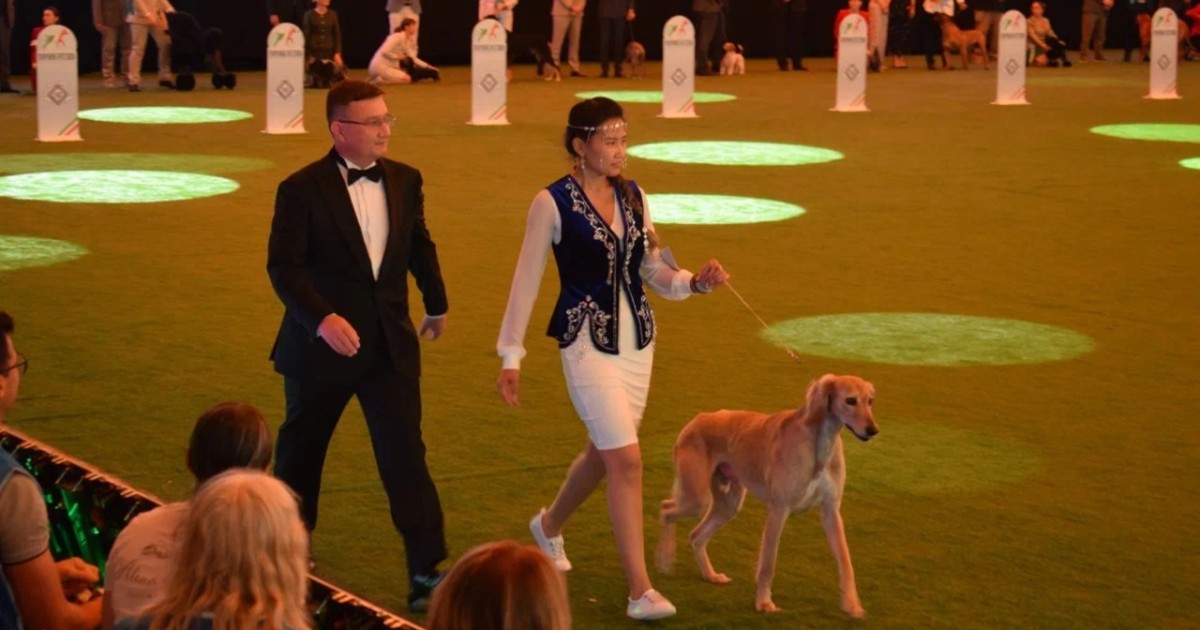 Қазақы тазы Болоньяда өткен WorldDogShow 2026 көрмесінде салтанатты түрде таныстырылды