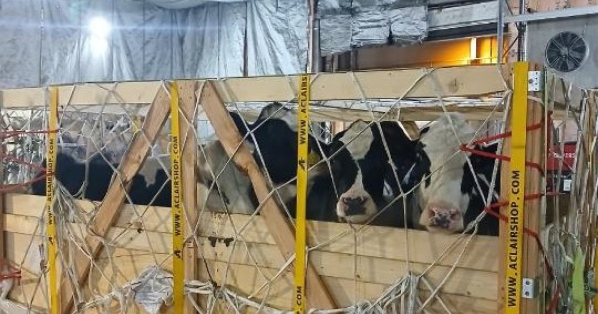 Германиядан Қазақстанға 165 асыл тұқымды қашар жеткізілді