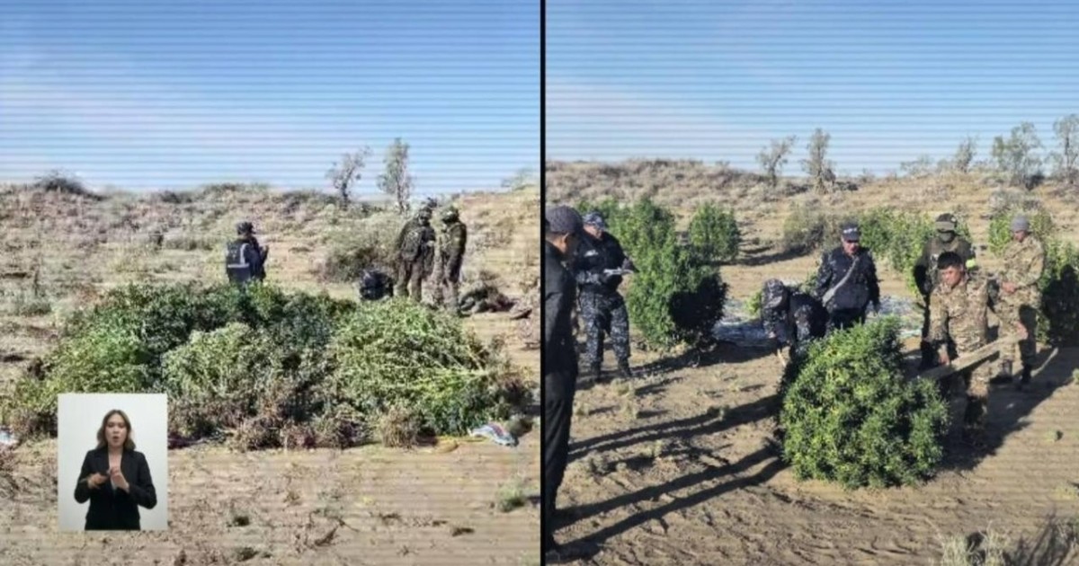 Жамбыл облысында үнді қарасорасы өсірілген алқапты полиция дрон арқылы анықтады