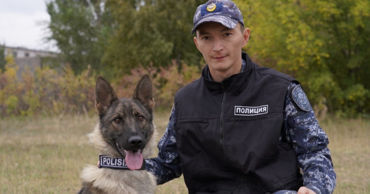 Есірткі, жарылғыш заттарды табу, із кесу: Астананың кинологиялық қызметі қалай жұмыс істейді