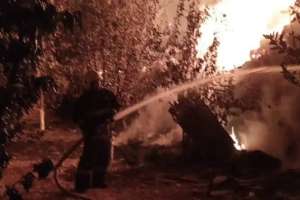 30 тонна шөп өртеніп кетті: ТЖМ шұғыл мәлімдеме жасады