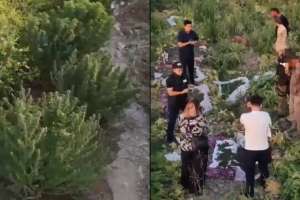 Шымкентте есірткі плантациясы жойылды